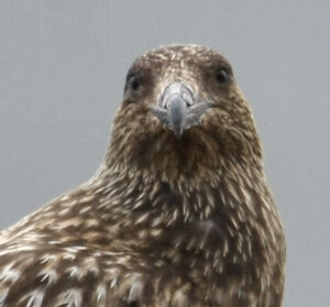 Great Skua 
&copy; Michel Carr�