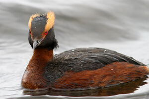 Horned Grebe