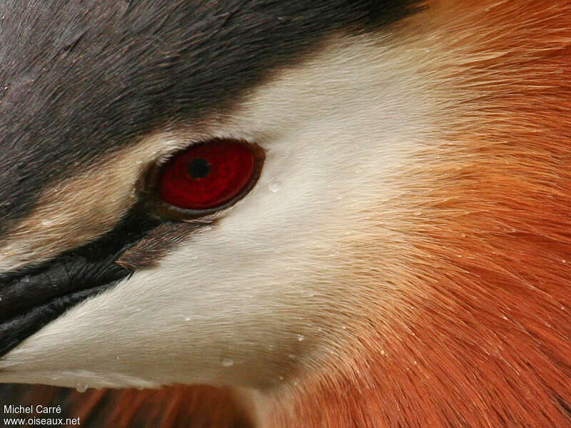 Great Crested Grebe, close-up portrait