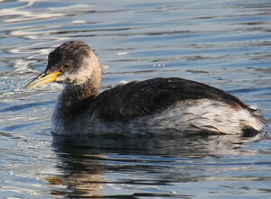Red-necked Grebe 
&copy; Michel Carr�