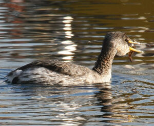 Red-necked Grebe 
&copy; Michel Carr�