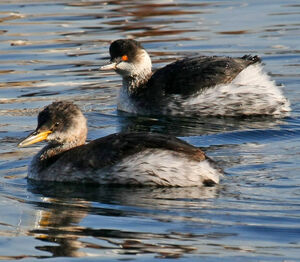 Red-necked Grebe 
&copy; Michel Carr�