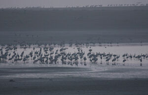 Common Crane