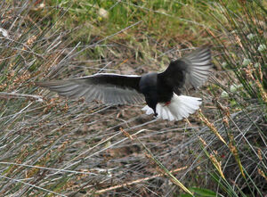 Guifette leucopt�re 
&copy; Michel Carr�