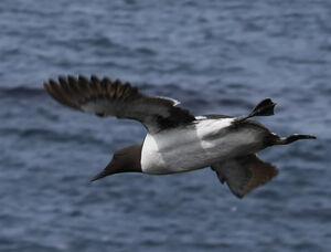 Guillemot de Tro�l