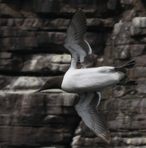 Guillemot de Tro�l