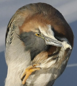 Green Heron 
&copy; Michel Carr�