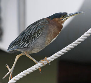 Green Heron 
&copy; Michel Carr�