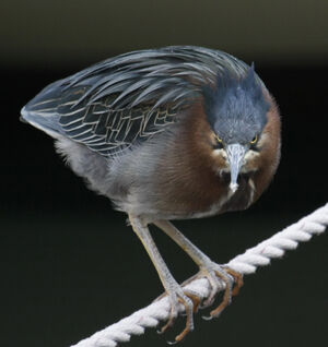 Green Heron 
&copy; Michel Carr�