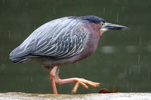 Green Heron