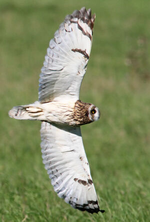 Hibou des marais