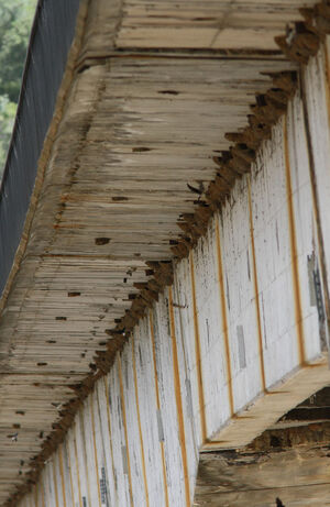 Common House Martin 
&copy; Michel Carr�