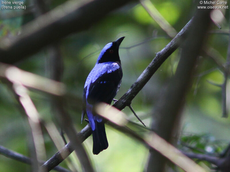 Asian Fairy-bluebird male adult