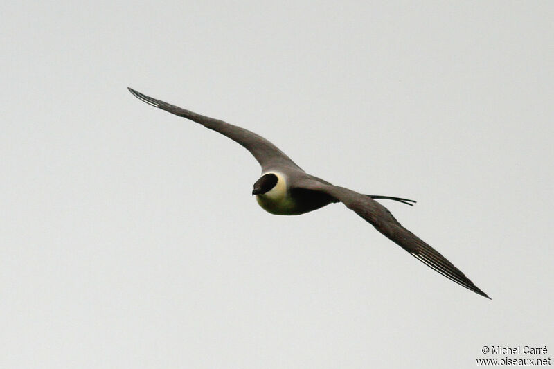 Long-tailed Jaegeradult, Flight