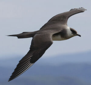 Parasitic Jaeger 
&copy; Michel Carr�