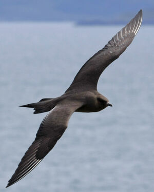 Parasitic Jaeger 
&copy; Michel Carr�