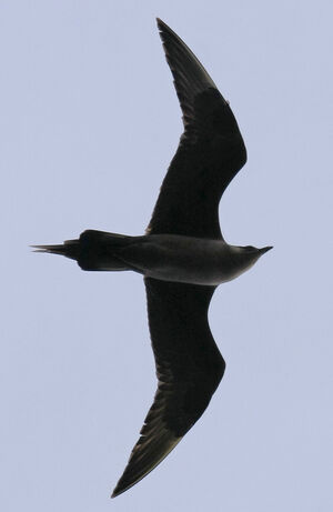 Parasitic Jaeger 
&copy; Michel Carr�
