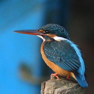 Common Kingfisher