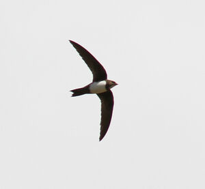Alpine Swift