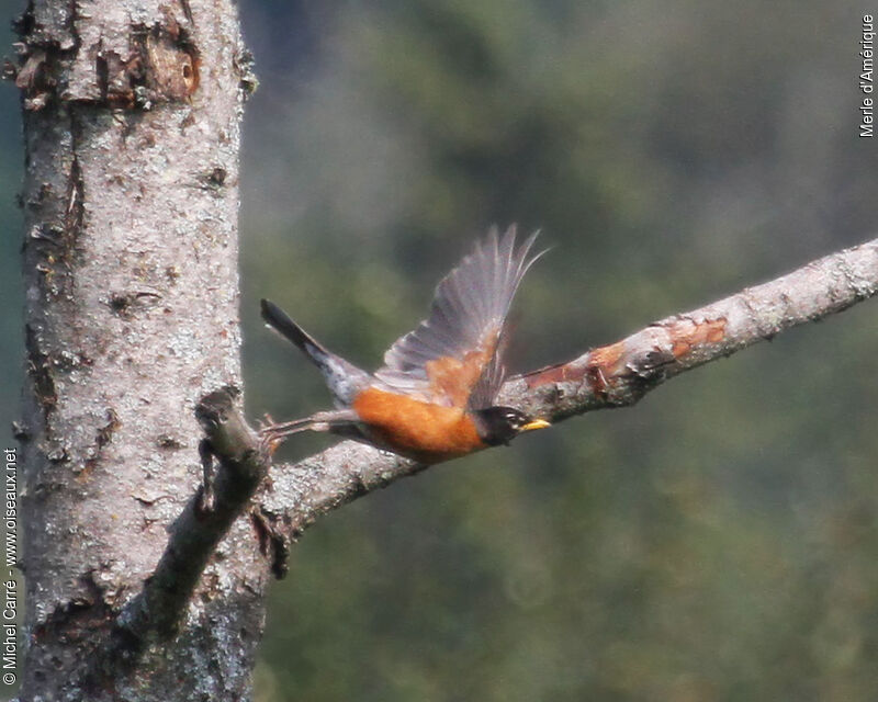 American Robin male adult, Flight