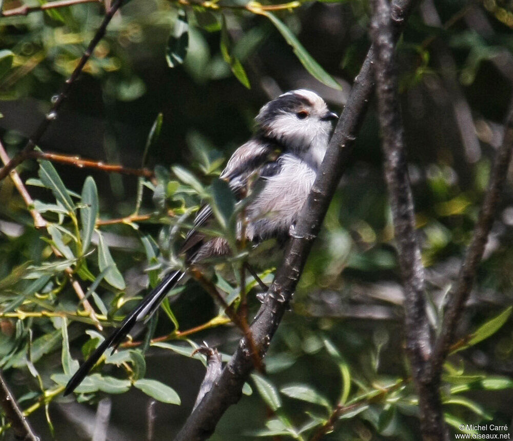 Mésange à longue queue - Aegithalos caudatus