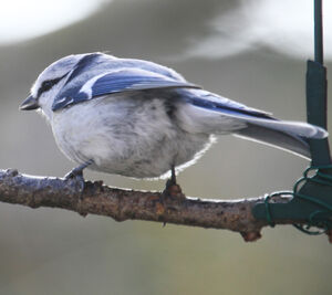 Azure Tit 
&copy; Michel Carr�