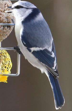 Azure Tit