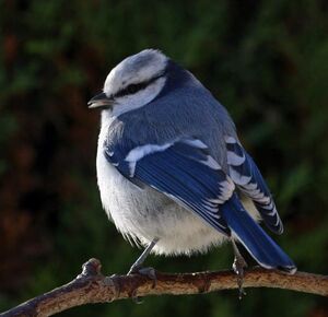 Azure Tit 
&copy; Michel Carr�