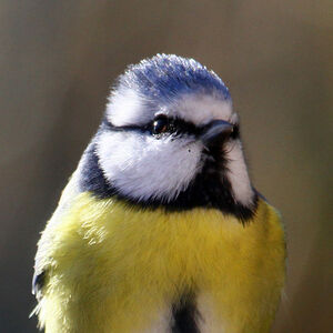 Eurasian Blue Tit 
&copy; Michel Carr�