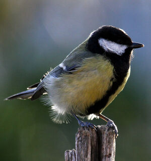 Great Tit 
&copy; Michel Carr�