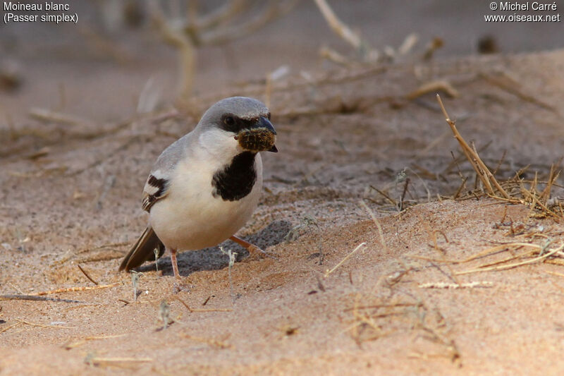 Desert Sparrow male adult, feeding habits, eats