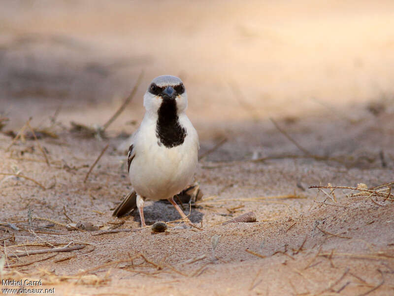 Desert Sparrow male adult, close-up portrait