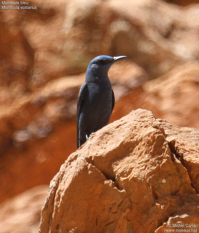 Monticole bleu mâle adulte