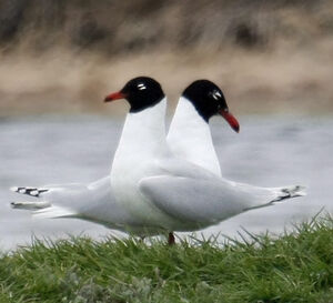 Mouette m�lanoc�phale