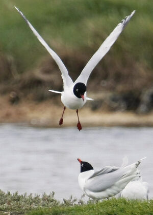 Mouette m�lanoc�phale