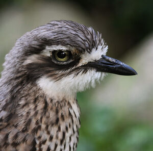 Oedicn�me brid�