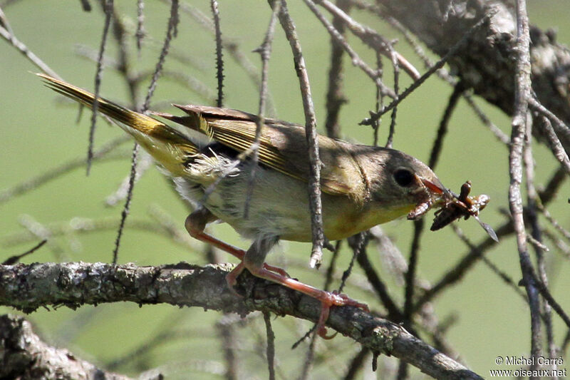 Common Yellowthroat female adult breeding