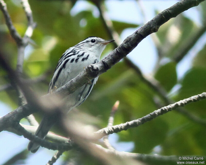 Black-and-white Warbler female adult