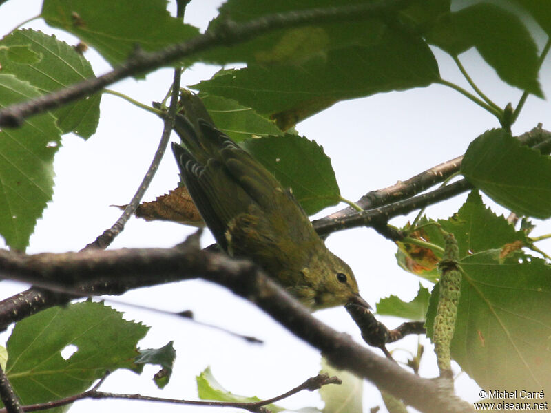 Tennessee Warblerjuvenile