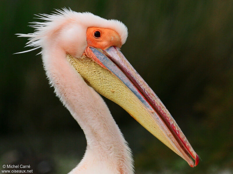 Pélican blanc mâle