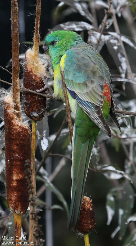 Red-rumped Parrot male adult, identification