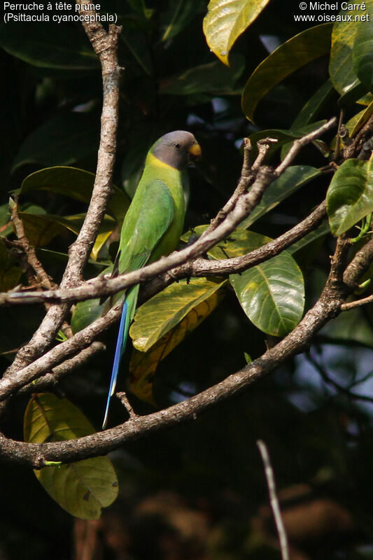 Plum-headed Parakeet female adult