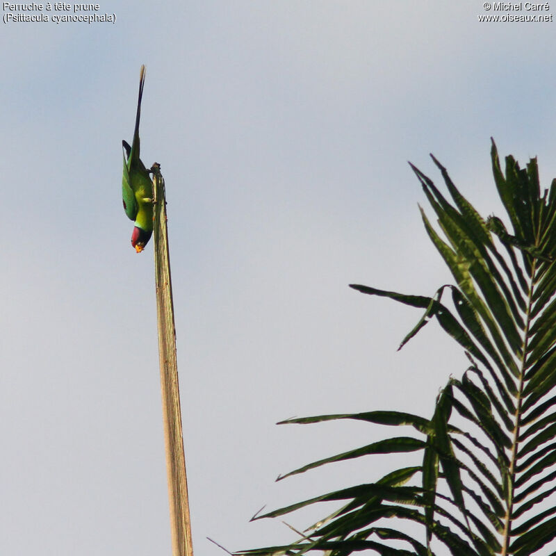 Plum-headed Parakeet male adult