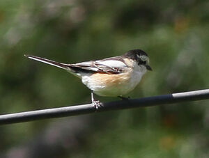 Masked Shrike 
&copy; Michel Carr�