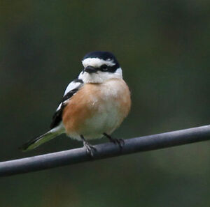 Masked Shrike 
&copy; Michel Carr�