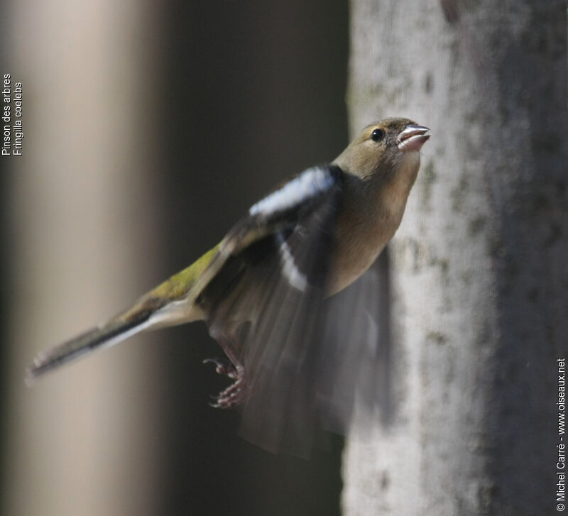 Common Chaffinch female adult, Flight