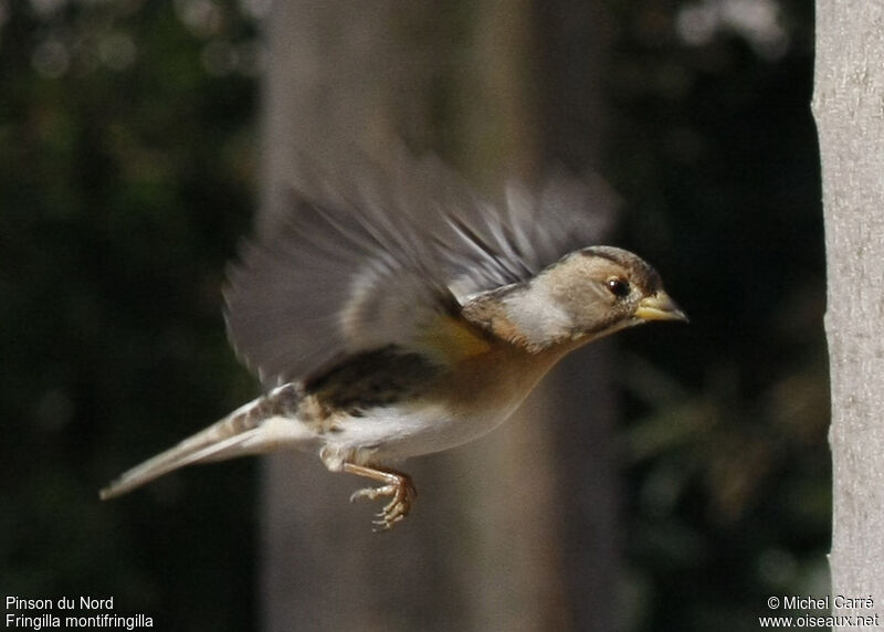 Brambling female adult post breeding, Flight