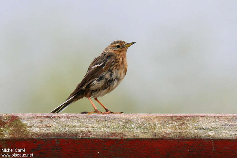 Red-throated Pipit male adult transition, identification