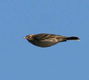 Meadow Pipit 
&copy; Michel Carr�