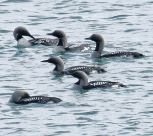 Plongeon arctique 
&copy; Michel Carr�